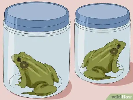Imagen titulada Catch a Frog Step 15