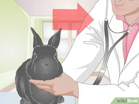 Imagen titulada Treat Wry Neck in Rabbits Step 5