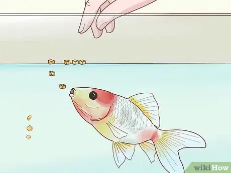 Imagen titulada Prepare Fruits and Vegetables for Goldfish to Eat Step 10