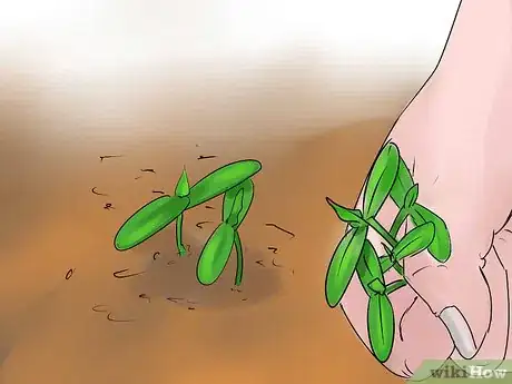 Imagen titulada Grow Cucumbers Indoors Step 9