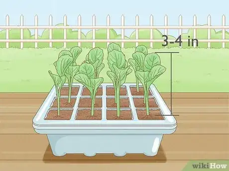 Imagen titulada Grow Poinsettia Step 5