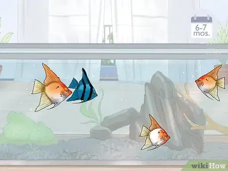 Imagen titulada Breed Angelfish Step 9