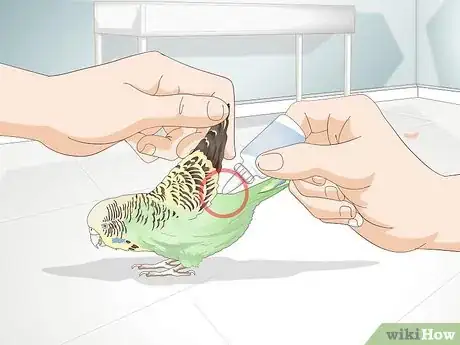 Imagen titulada Get Rid of Mites on Budgies Step 10