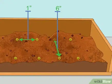 Imagen titulada Grow Lentils Step 7