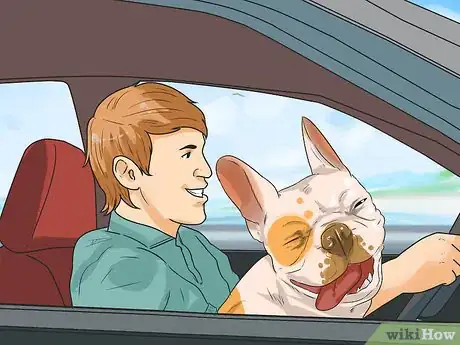 Imagen titulada Train French Bulldogs Step 11