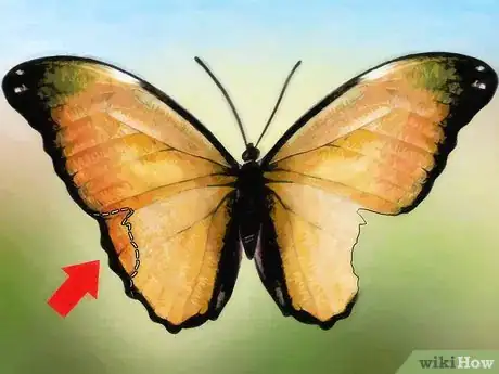 Imagen titulada Care for a Butterfly with a Broken Wing Step 4