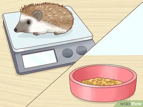 Imagen titulada Take Care of a Hedgehog Step 15