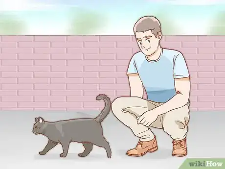 Imagen titulada Determine the Sex of a Cat Step 1