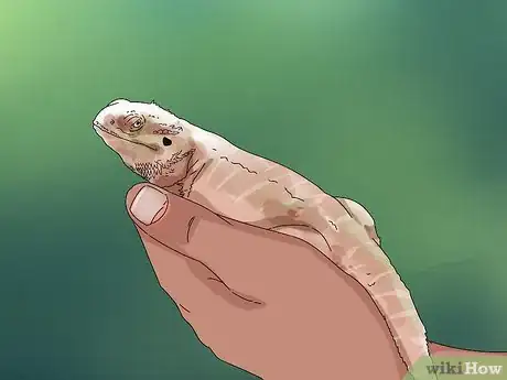 Imagen titulada Build Love With Your Bearded Dragon Step 8