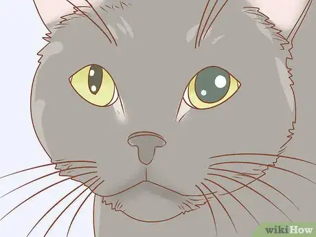 Imagen titulada Treat a Cat with Anisocoria Step 2