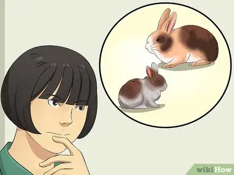 Imagen titulada Buy a Rabbit Step 12