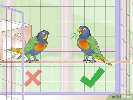 Imagen titulada Treat Psittacine Beak and Feather Disease in Lories and Lorikeets Step 4