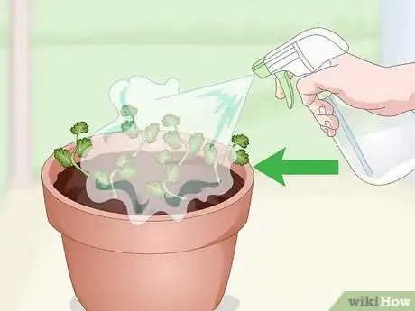 Imagen titulada Grow Cilantro Indoors Step 12