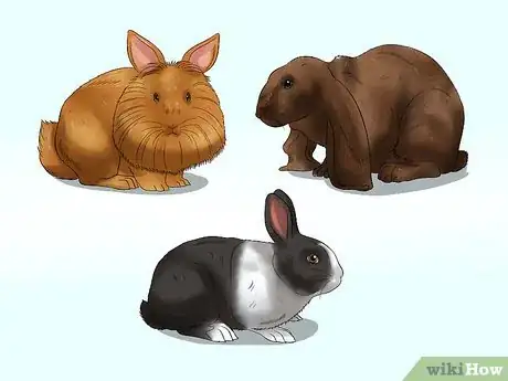 Imagen titulada Buy a Rabbit Step 11