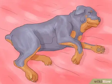 Imagen titulada Make Your Dog Stop Sleeping in Your Bed Step 1