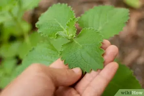 Imagen titulada Plant a Herb Pot Step 1