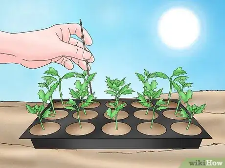 Imagen titulada Root Chrysanthemum Cuttings Step 8