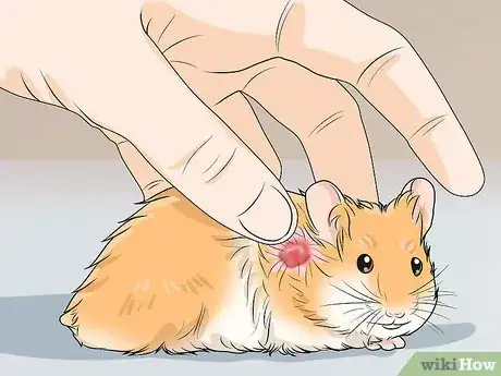 Imagen titulada Spot Illness in Hamsters Step 14