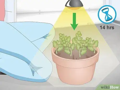 Imagen titulada Grow Cilantro Indoors Step 14