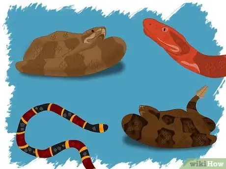 Imagen titulada Identify a Venomous Snake Step 1