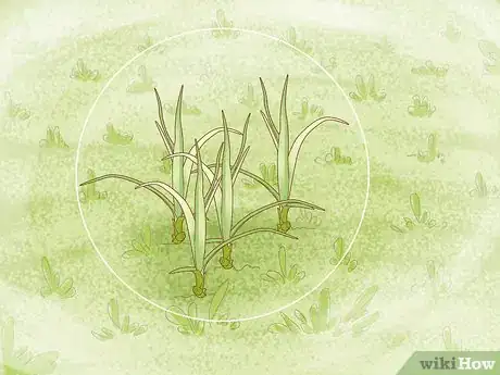 Imagen titulada Get Rid of Nutgrass Step 1