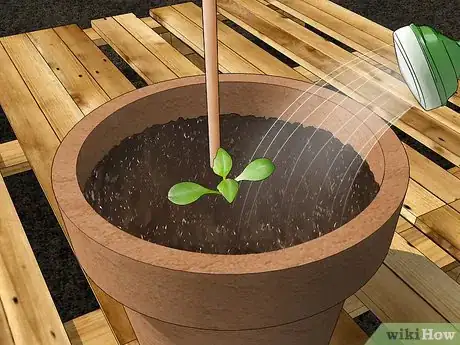 Imagen titulada Grow Dahlias in Pots Step 15