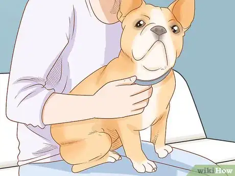 Imagen titulada Clean a French Bulldog's Ears Step 1