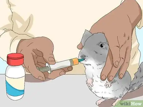 Imagen titulada Treat Eye Irritations in Chinchillas Step 8