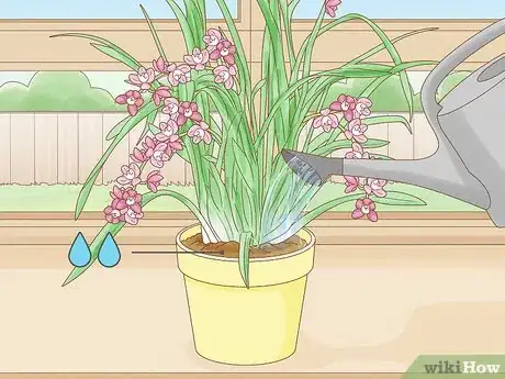 Imagen titulada Grow Cymbidium Orchids Step 11