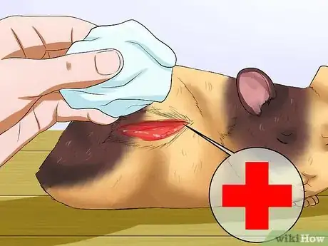 Imagen titulada Take Care of a Found Injured Hamster Step 10