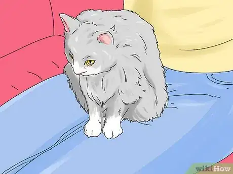 Imagen titulada Identify a Siberian Cat Step 9