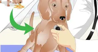 vacunar a un perro