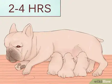 Imagen titulada Be a Responsible Breeder of French Bulldog Puppies Step 13