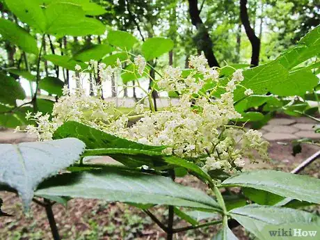 Imagen titulada Make Elderflower Cordial Step 16