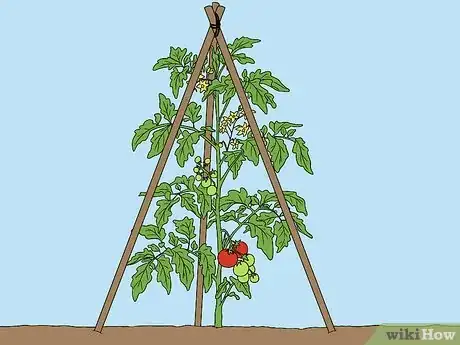 Imagen titulada Support Tomato Plants in Pots Step 14