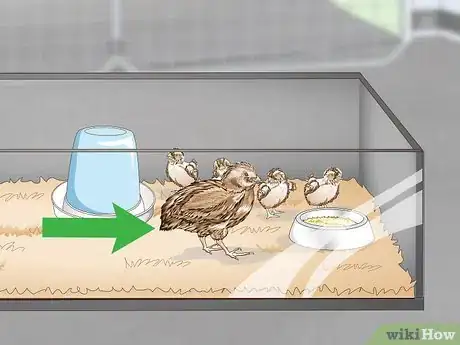 Imagen titulada Care for Quail Chicks Step 6