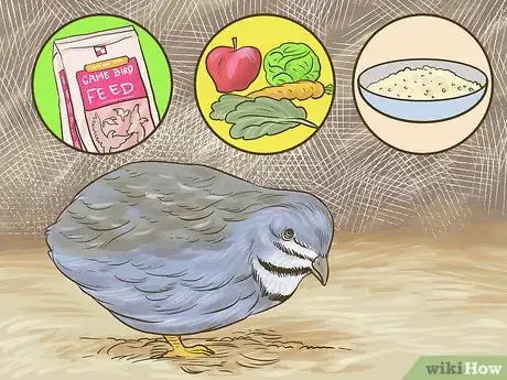 Imagen titulada Know if Button Quail Are Right for You Step 1