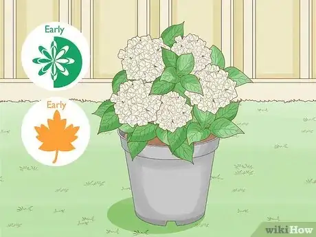 Imagen titulada Grow Hydrangeas Step 2