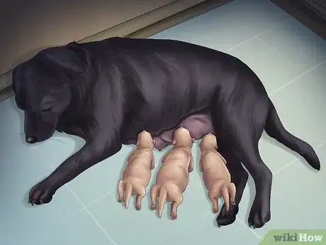 Imagen titulada Help Your Dog After Giving Birth Step 7