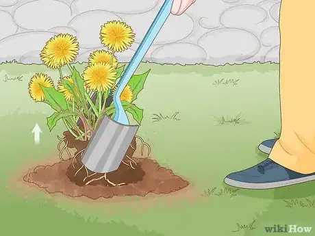 Imagen titulada Get Rid of Dandelions in a Lawn Step 4