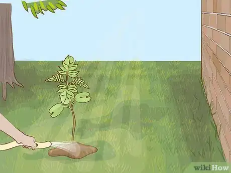 Imagen titulada Grow a Jacaranda Tree Step 7