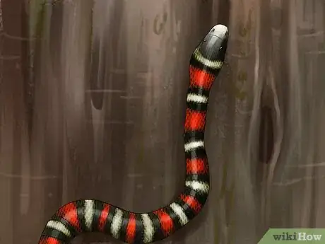 Imagen titulada Tell the Difference Between a King Snake and a Coral Snake Step 7