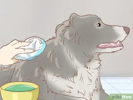 Imagen titulada Treat Heat Stroke in Dogs Step 17