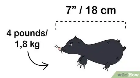 Imagen titulada Get Rid of Moles in Your Garden Step 5