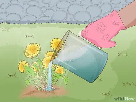 Imagen titulada Get Rid of Dandelions in a Lawn Step 6