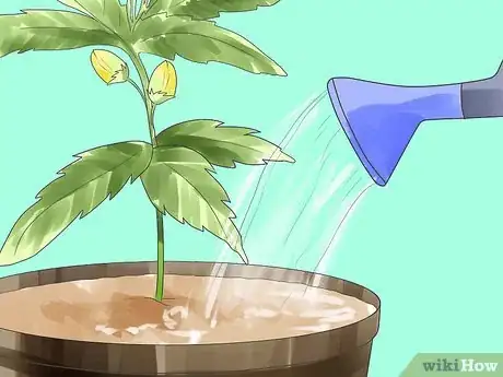 Imagen titulada Grow Marijuana Hydroponically Step 16