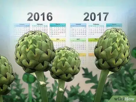 Imagen titulada Grow Artichokes Step 13