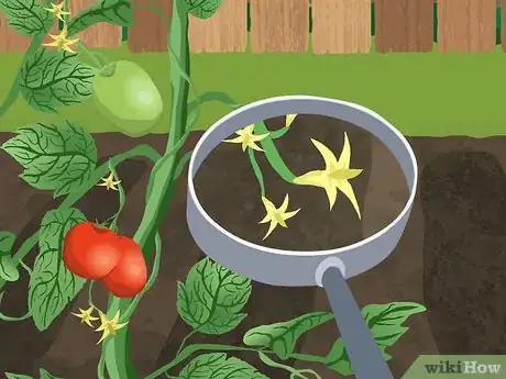 Imagen titulada Tie up Tomatoes Step 2