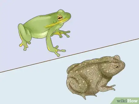 Imagen titulada Tell the Difference Between a Frog and a Toad Step 3