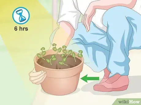 Imagen titulada Grow Cilantro Indoors Step 13